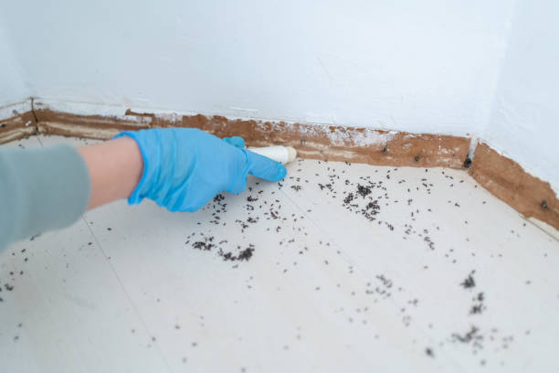 Best Residential Pest Control  in Lakeview, NY